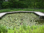 水生植物池(これだけ７月１６日です）