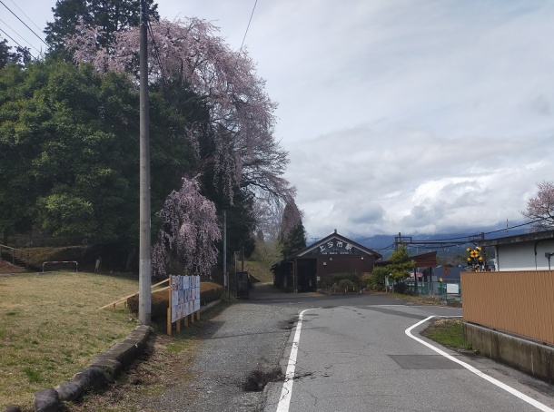 宇都宮赤門慈光寺の桜3月29日