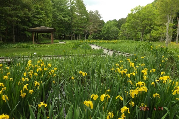上三依水生植物園(日光市) 上三依水生植物園(日光市)