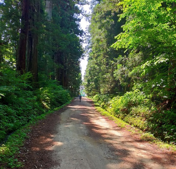 杉並木鑑賞道路6月29日