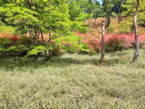 霧降高原山つつじ25.5.11 霧降高原山つつじ25.5.11