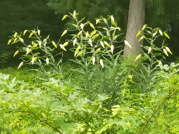 だいや川公園ヤマユリ だいや川公園ヤマユリ