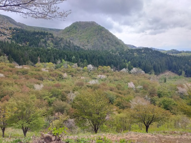 桜峠（福島県北塩原村4.30)10日ほど遅い）