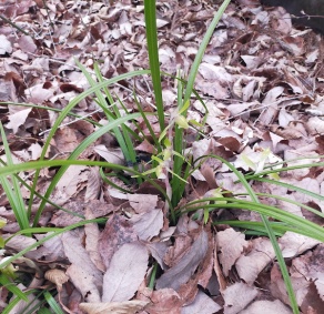 だいや川公園の春蘭（野生）