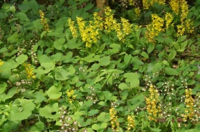 エビネ蘭（日光市上三依水生植物園にて）