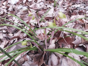 春蘭（野生）26.4.3