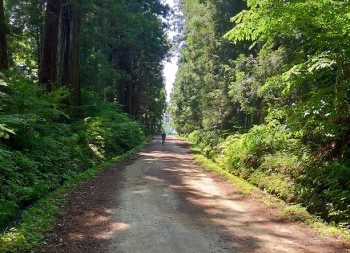 杉並木街道