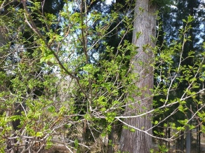 山椒（８年４月１１日）だいや川公園
