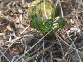 コゴミ(令和8.4.12)日光市小百
